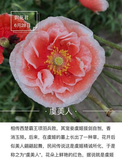 胜利的花——向成功致敬（以花语表达胜利的喜悦）