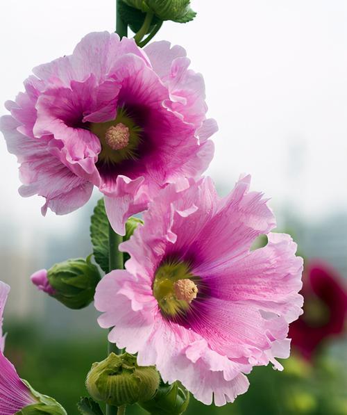 探寻时间的花（揭秘花语中隐藏的时间哲学，领略时间之花的独特魅力）