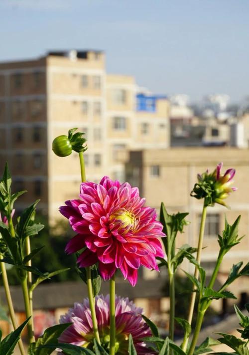 花语中的喜欢之花（探寻喜欢的花语和隐藏在其中的心情）