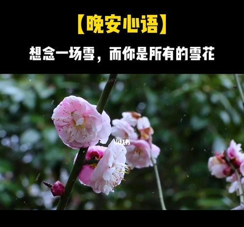 花开花落，想念留存（以花语为纽带，述说思念之情）