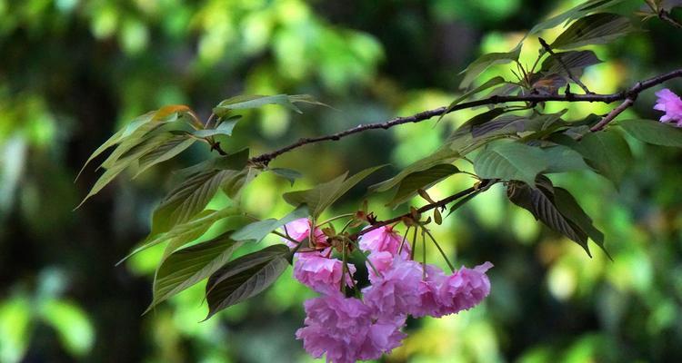 花语英雄（以花为媒介，诠释英雄的精神与情感）