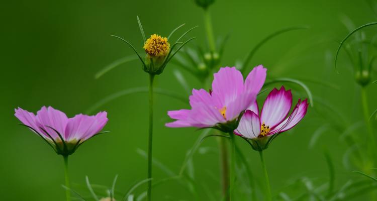 波斯菊的花语和象征意义（探索波斯菊的秘密花语和深刻寓意）