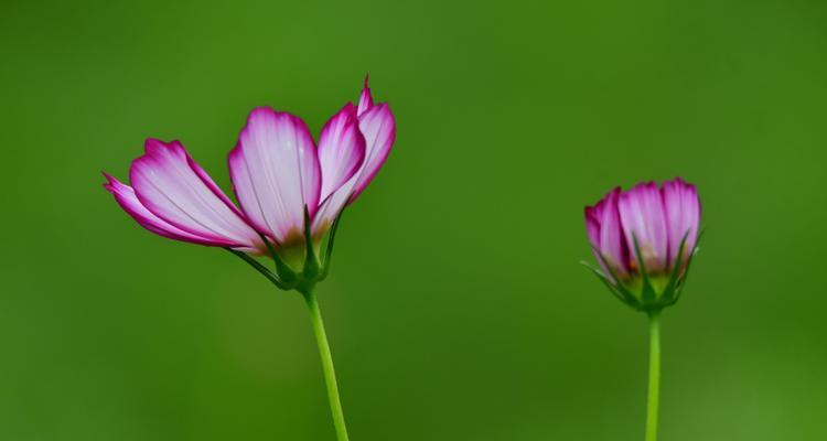 波斯菊的花语和象征意义（探索波斯菊的秘密花语和深刻寓意）