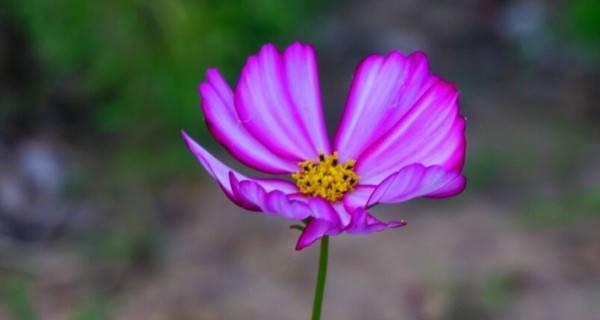 波斯菊的花语与意义（揭秘波斯菊的花语）