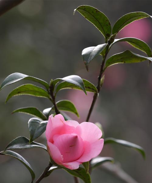 红山茶花的寓意和象征风水（探寻红山茶花的吉祥象征与风水之道）