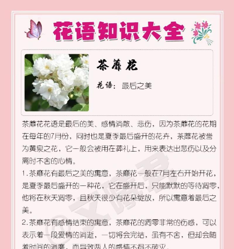 茶蘼的花语与寓意（探寻茶蘼花语，解读它的含义）