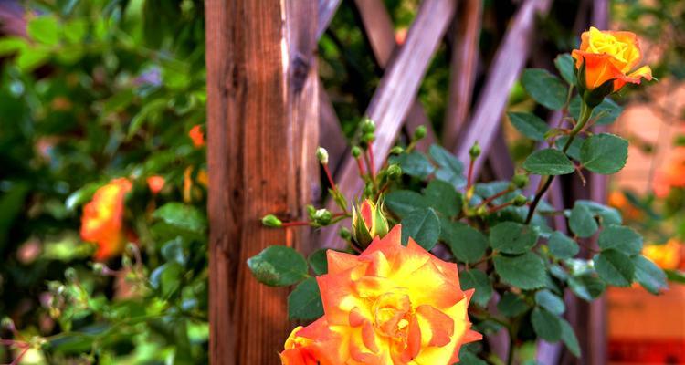 月季花开花季节（了解月季花的开花习性，体验别样的花海之美）