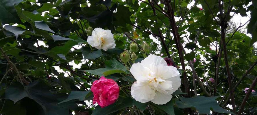 如何栽培和管理芙蓉花（全面指南，打造花园精品）