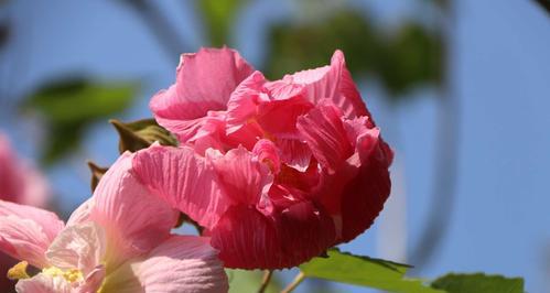 如何栽培和管理芙蓉花（全面指南，打造花园精品）