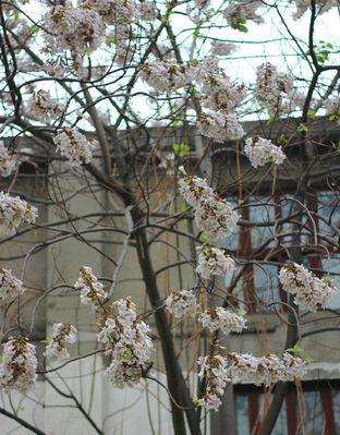 泡桐花开花时间及观赏技巧（盛夏美丽景致，把握泡桐花观赏期）