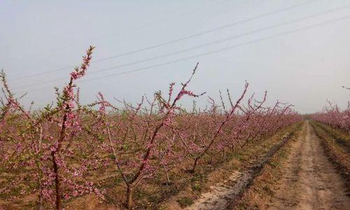 掌握这些关键技术，让你的桃树长得更健康（深入解析桃树修剪技巧，提高果树产量）