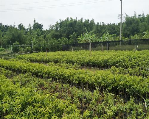 沉香树苗种植的适宜场所与方法（如何选择合适的生长环境培育出品质优良的沉香树苗）