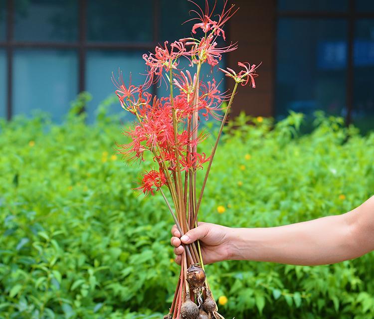 打造绚丽园林，让彼岸花开满你的生活（彼岸花养护大全，学会这些技巧让你轻松驾驭）