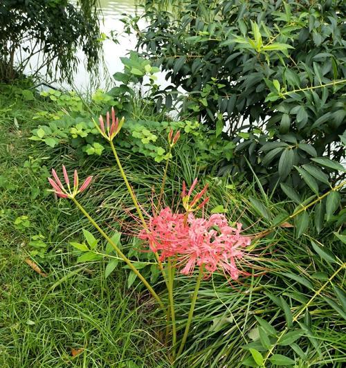 打造绚丽园林，让彼岸花开满你的生活（彼岸花养护大全，学会这些技巧让你轻松驾驭）