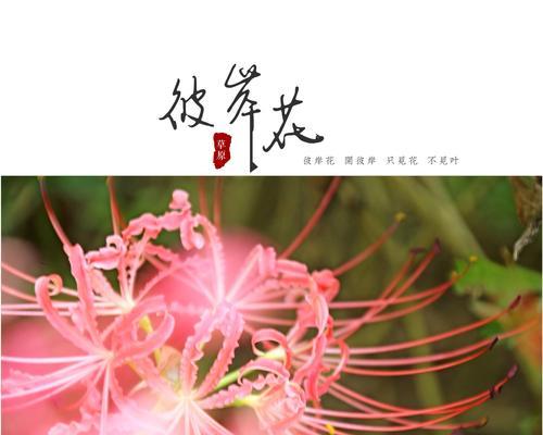 打造绚丽园林，让彼岸花开满你的生活（彼岸花养护大全，学会这些技巧让你轻松驾驭）