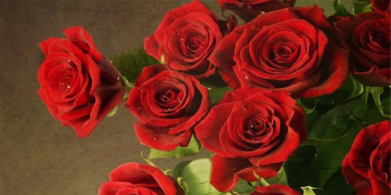 21朵玫瑰花的花语（纯真、深情、痴迷、忠诚、真爱……21朵玫瑰花传递的情感）