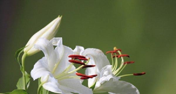 白百合花的象征意义与美丽之旅（探寻白百合花背后的深意，领略花海中的绝美景色）