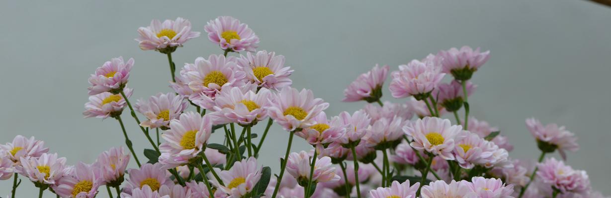 白菊花的花语（揭示白菊花的情感寓意）