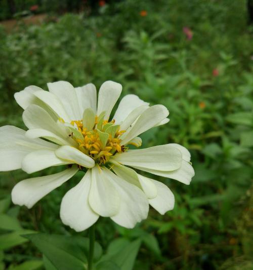 白菊花的花语（揭示白菊花的情感寓意）