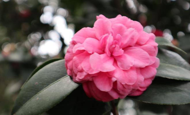 白色山茶花的花语及其寓意（探寻白色山茶花所传达的情感与意义）