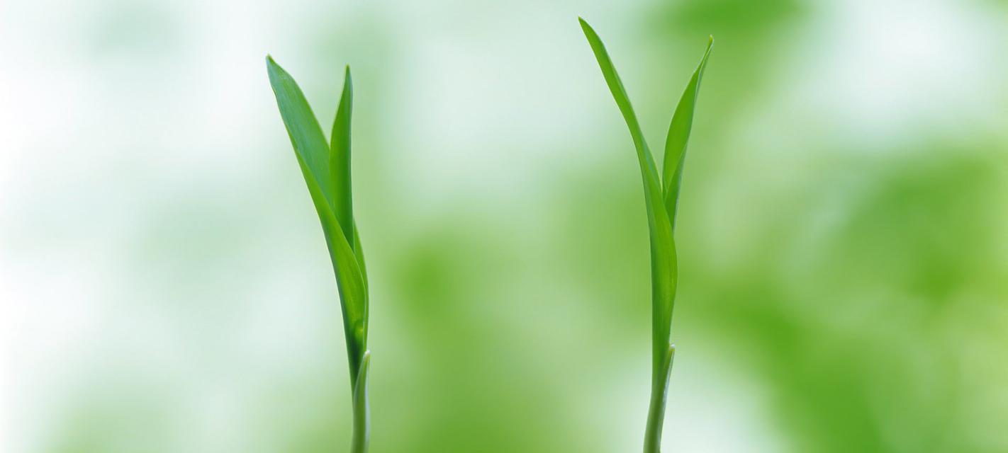 绿色植物的种类与养护（掌握这些技巧，让你的绿色小天地更美丽）