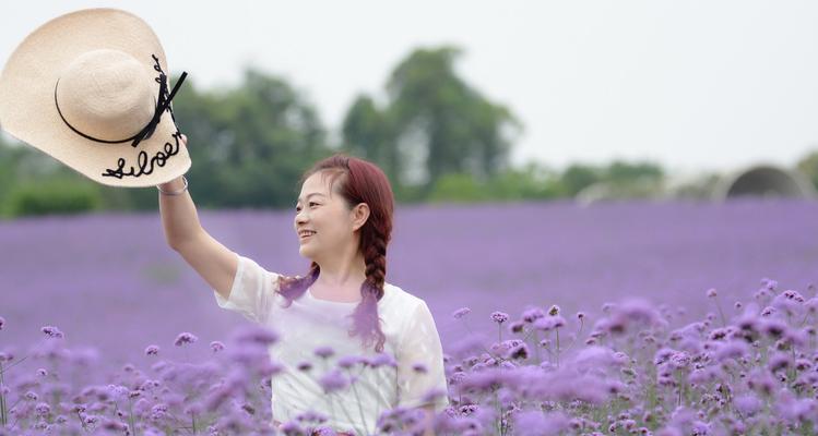 白色薰衣草的花语与寓意（清新美丽的花海，以白色薰衣草为主角）