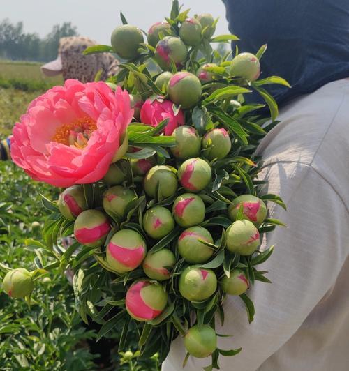 如何在家中种植芍药花（打造私家花园，体验悠闲生活）