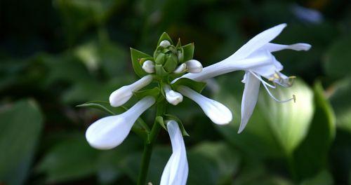 白玉簪之花语（探寻白玉簪花朵所传达的情感与意义）