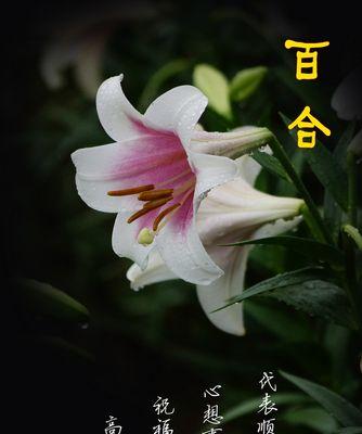 百合花的含义与花语（传递爱与美的花语——百合花）