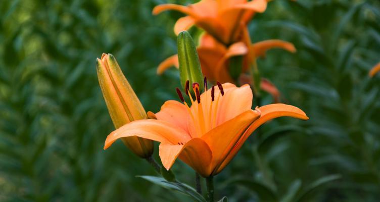 百合花（百合花的含义与象征解读）