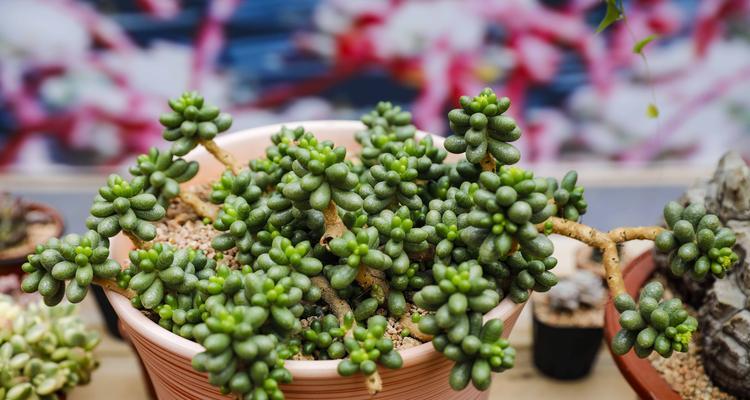 多肉植物的光照需求剖析（阳光还是阴凉，多肉植物更喜欢哪一种环境？）