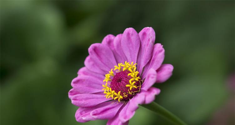 百日草花语-寄托希望的生命之花（绽放于时间的回忆，传递爱与勇气的使者）