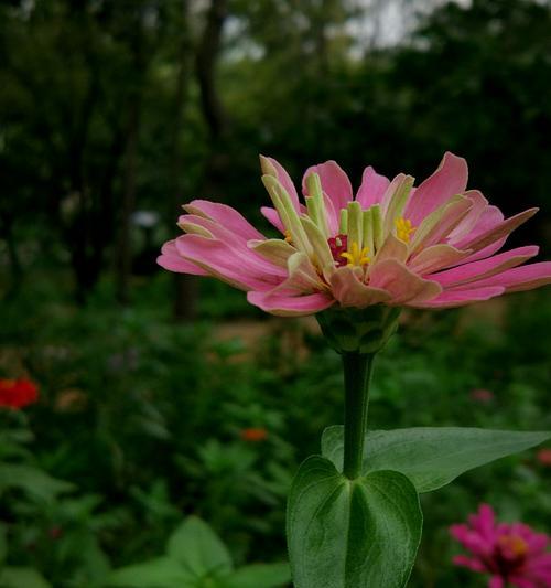 花语百日草的美丽与寓意（探寻百日草的花语与文化底蕴）