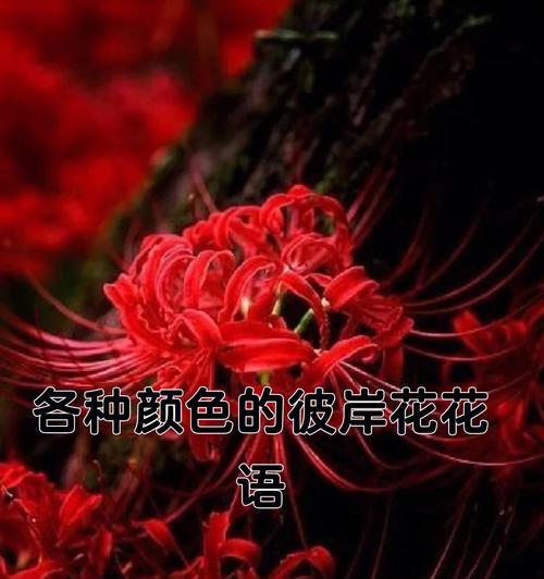 彼岸花的寓意与生命之美（穿越时光的红色使者——彼岸花）