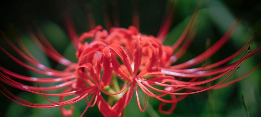 缤纷彼岸花花语（揭示不同颜色彼岸花的花语之谜）