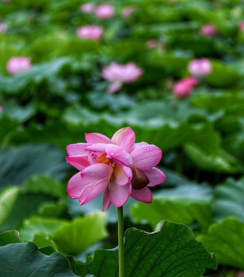 并蒂莲花（美好的生命和不屈的意志交织成一朵花）