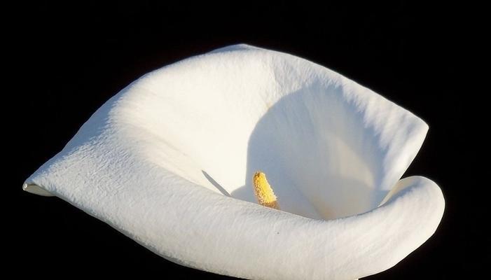 彩色马蹄莲花（彩色马蹄莲花的花语和文化意义）