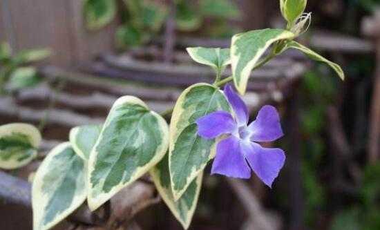 常春藤的花语与寓意（探寻常春藤的神秘花语，传递爱与坚持）