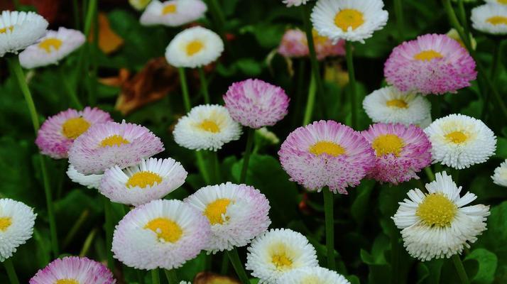 七彩雏菊花语解析（不同颜色雏菊所传达的花语和内涵）