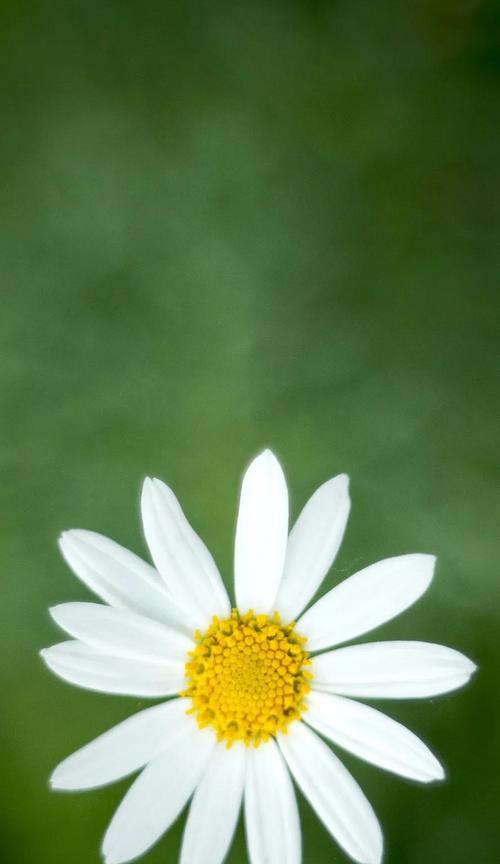 雏菊花语（雏菊花语与人生哲理的交融之美）