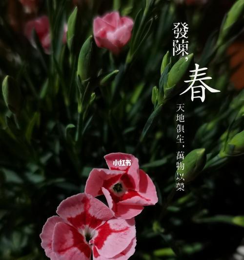 春天的花开如诗——美丽绽放（赏析春天最美的花朵，感受大自然的魅力）