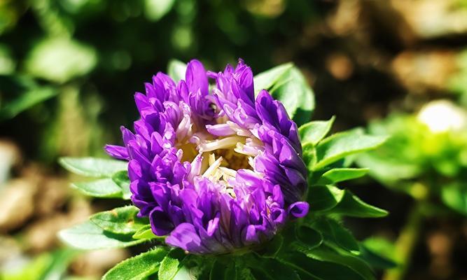 白色翠菊的花语（探寻白色翠菊的花语，了解其象征的美丽与坚韧）