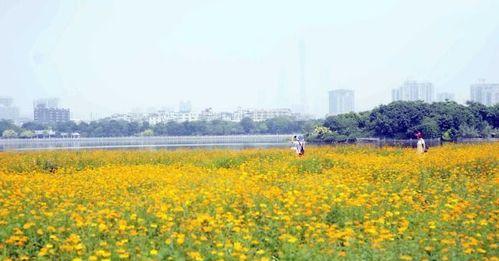 大波斯菊的花语（大波斯菊的深刻内涵和积极正能量）