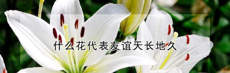 友谊的花（选择适合的花朵，传递深厚的友谊）