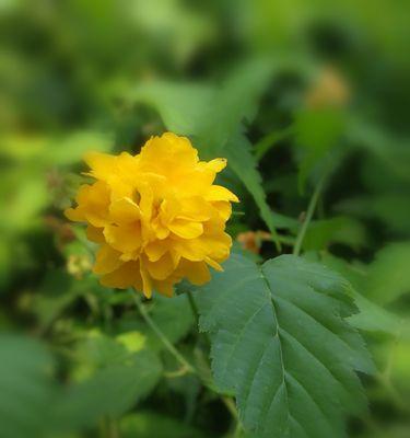 以棣棠花的花语与生活的智慧（用花语解读棣棠花，探索生活的智慧）