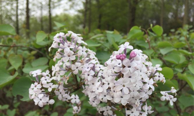 丁香花（丁香花的花语与象征意义）