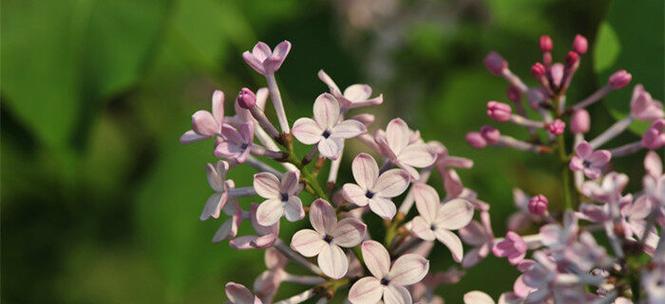 丁香花（丁香花的花语与象征意义）