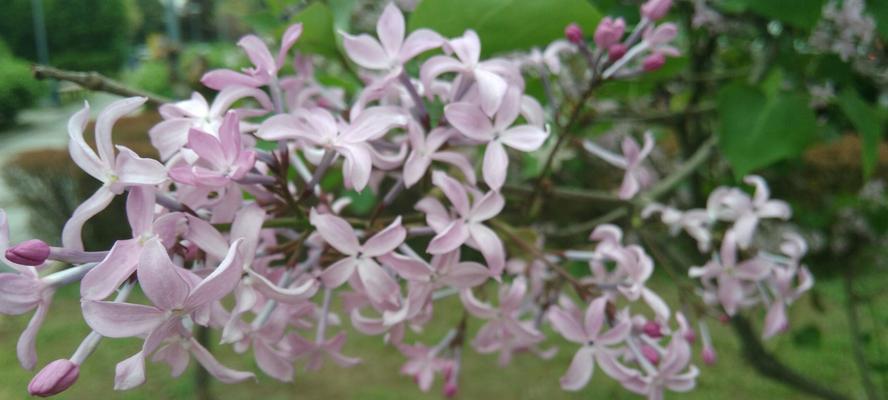 丁香花（丁香花的花语与象征意义）