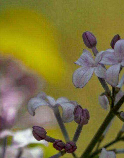 丁香花的花语与寓意（探索丁香花的象征意义，解读花语之美）