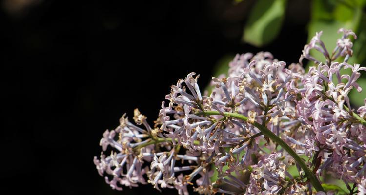 丁香花的花语与寓意（探索丁香花的象征意义，解读花语之美）